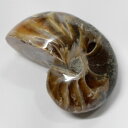 オウムガイ 化石 オウムガイ オウム貝 アンモナイト 原石 石 鉱石 Stone 古生物 標本 生きた化石 fossil 原石 置物 オウムガイ化石 メンズ レ...