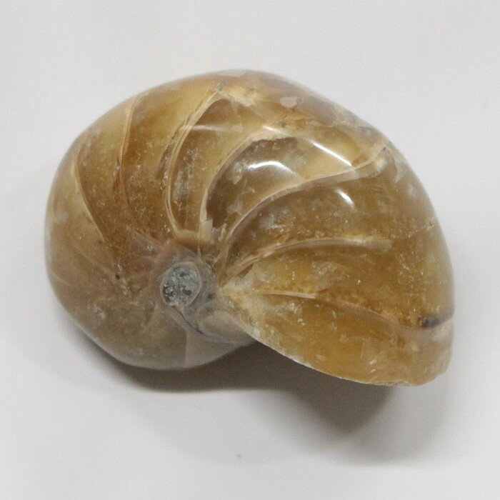 オウムガイ 化石 オウムガイ オウム貝 アンモナイト 原石 fossil 原石 置物 石 鉱石 Stone 古生物 標本 オウムガイ化石 メンズ レディース 限...