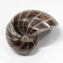 【生きた化石】オウムガイ 化石 アンモナイト オウムガイ オウム貝 原石 生きた化石 fossil 原石 置物 石 鉱石 Stone 古生物 標本 オウムガイ化石 パワーストーン 化石 人気 おすすめ 天然石 海外直輸入価格 オウムガイ