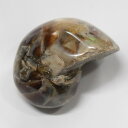 【厳選品質 一点物】オウムガイ 化石 オウムガイ オウム貝 アンモナイト 原石 fossil 原石 置物 石 鉱石 Stone 古生物 標本 オウムガイ化石 パ...