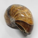 オウムガイ 化石 アンモナイト オウムガイ オウム貝 原石 fossil 原石 置物 石 鉱石 Stone 古生物 標本 オウムガイ化石 メンズ レディース 人...