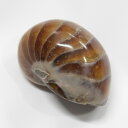 【生きた化石】オウムガイ 化石 オウムガイ オウム貝 アンモナイト 原石 fossil 原石 置物 石 鉱石 Stone 古生物 標本 オウムガイ化石 パワース...