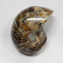 【生きた化石 現物販売】オウムガイ 化石 アンモナイト オウムガイ オウム貝 原石 生きた化石 fossil 原石 置物 石 鉱石 Stone 古生物 標本 オ...