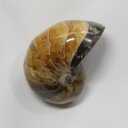 オウムガイ 化石 オウムガイ オウム貝 アンモナイト 原石 fossil 原石 置物 石 鉱石 Stone 古生物 標本 オウムガイ化石 パワーストーン 化石 ...