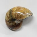 【厳選 一点物】オウムガイ 化石 アンモナイト オウムガイ オウム貝 原石 fossil 原石 置物 石 鉱石 Stone 古生物 標本 オウムガイ化石 天然石...