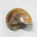 【生きた化石 現物販売】オウムガイ 化石 オウムガイ オウム貝 アンモナイト 原石 石 鉱石 Stone 古生物 標本 生きた化石 fossil 原石 置物 オウムガイ化石 パワーストーン 原石 人気 おすすめ 天然石 海外直輸入価格 オウムガイ