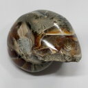 【生きた化石】オウムガイ 化石 オウムガイ オウム貝 アンモナイト 原石 生きた化石 fossil 原石 置物 石 鉱石 Stone 古生物 標本 オウムガイ化...