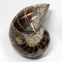 オウムガイ 化石 オウムガイ オウム貝 アンモナイト 原石 fossil 原石 置物 石 鉱石 Stone 古生物 標本 オウムガイ化石 メンズ レディース 人...