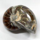 オウムガイ 化石 オウムガイ オウム貝 アンモナイト 原石 石 鉱石 Stone 古生物 標本 生きた化石 fossil 原石 置物 オウムガイ化石 パワースト...