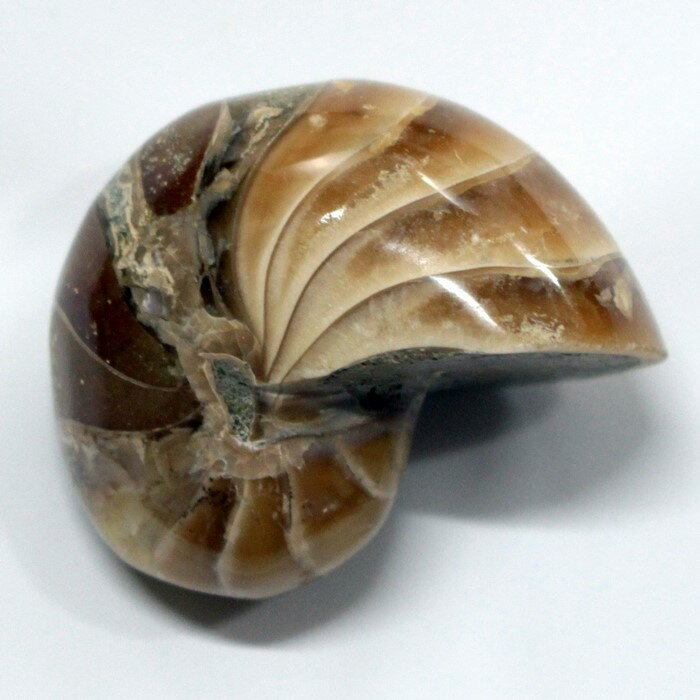 オウムガイ 化石 オウムガイ オウム貝 アンモナイト 原石 生きた化石 fossil 原石 置物 石 鉱石 Stone 古生物 標本 オウムガイ化石 パワースト...