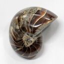 【厳選品質 一点物】オウムガイ 化石 オウムガイ オウム貝 アンモナイト 原石 石 鉱石 Stone 古生物 標本 生きた化石 fossil 原石 置物 オウム...