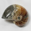 オウムガイ 化石 オウムガイ オウム貝 アンモナイト 原石 fossil 原石 置物 石 鉱石 Stone 古生物 標本 オウムガイ化石 天然石 化石 パワース...