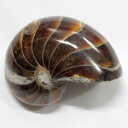 オウムガイ 化石 オウムガイ オウム貝 アンモナイト 原石 生きた化石 fossil 原石 置物 石 鉱石 Stone 古生物 標本 オウムガイ化石 パワーストーン 原石 人気 おすすめ 天然石 海外直輸入価格 オウムガイ