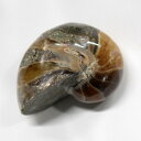 オウムガイ 化石 オウムガイ オウム貝 アンモナイト 原石 石 鉱石 Stone 古生物 標本 生きた化石 fossil 原石 置物 オウムガイ化石 メンズ レ...