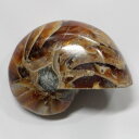 【生きた化石】オウムガイ 化石 アンモナイト オウムガイ オウム貝 原石 fossil 原石 置物 石 鉱石 Stone 古生物 標本 オウムガイ化石 パワース...