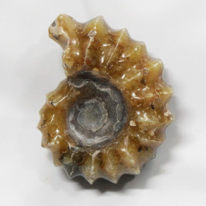 【一点物 現物販売】　アンモナイト 化石 Ammonite アンモライト アンモナイト 宝石 化石発掘 原石 置物 鉱石 生きた…