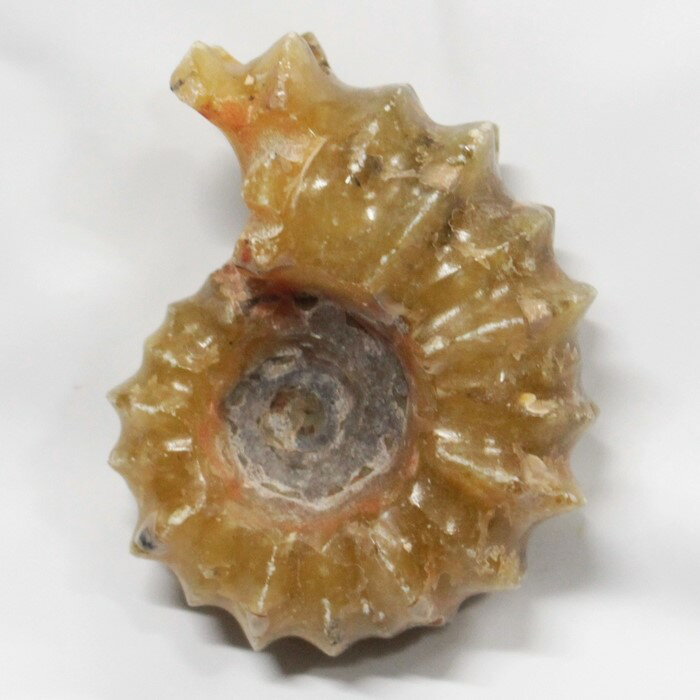 【アンモナイト 化石】 Ammonite アンモライト アンモナイト 原石 古生物 置物 鉱石 宝石 化石発掘 fossil 石 Stone 標本 アンモナイト...