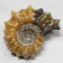 アンモナイト 化石 アンモナイト Ammonite アンモライト 宝石 化石発掘 原石 置物 鉱石 古生物 標本 生きた化石 fossil 石 アンモナイト化石 パワーストーン 原石 人気 おすすめ 天然石 海外直輸入価格 アンモナイト