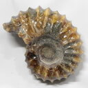 yAiCg ΁z AiCg Ammonite ACg  Ð u z  Δ@ fossil  Stone W{ AiCg p[Xg[ u VR Y fB[X lC AiCg