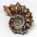 AiCg  Ammonite ACg AiCg  Δ@  u z Ð W{  fossil  AiCg Y fB[X _ p[Xg[ AiCg