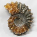 【アンモナイト 化石 限定一点物】 Ammonite アンモライト アンモナイト 原石 置物 鉱石 宝石 化石発掘 fossil 石 Stone 古生物 標本...