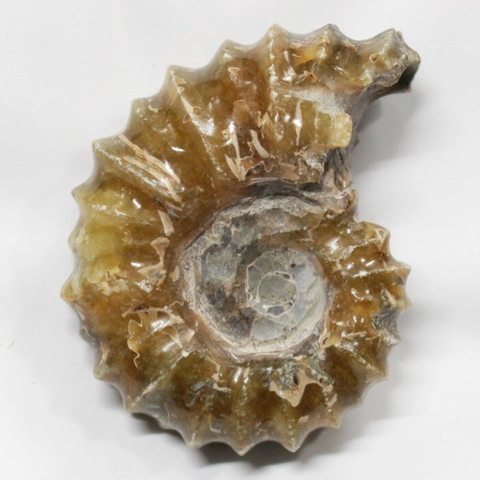 yAiCg ΁z Ammonite ACg AiCg  Ð u z  Δ@ fossil  Stone W{ AiCg p[Xg[  VR Y fB[X lC AiCg