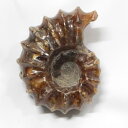 AiCg  Ammonite ACg AiCg  Δ@  u z Ð W{  fossil  AiCg p[Xg[ u lC  VR COAi AiCg