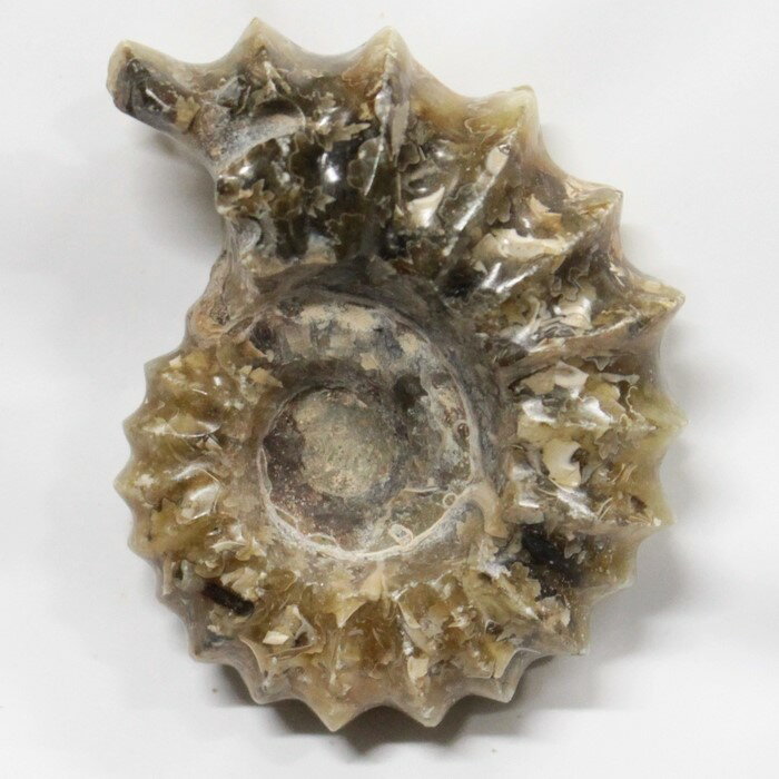 ڥʥ  ʪۡ Ammonite 饤 ʥ  ʪ   ȯ fossil  Stone ʪ ɸ ʥȲ ľ͢ LuLu Houseʥϥ Ϥ ʥ