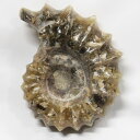 【アンモナイト 化石 限定一点物】　 Ammonite アンモライト アンモナイト 原石 置物 鉱石 宝石 化石発掘 fossil 石 Stone 古生物 標本 アンモナイト化石 海外直輸入価格 LuLu House（ルルハウス るるはうす） アンモナイト
