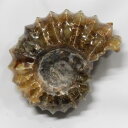 y_ ̔z@AiCg  AiCg Ammonite ACg  Δ@  u z  fossil  Ð W{ AiCg p[Xg[ u lC  VR COAi AiCg