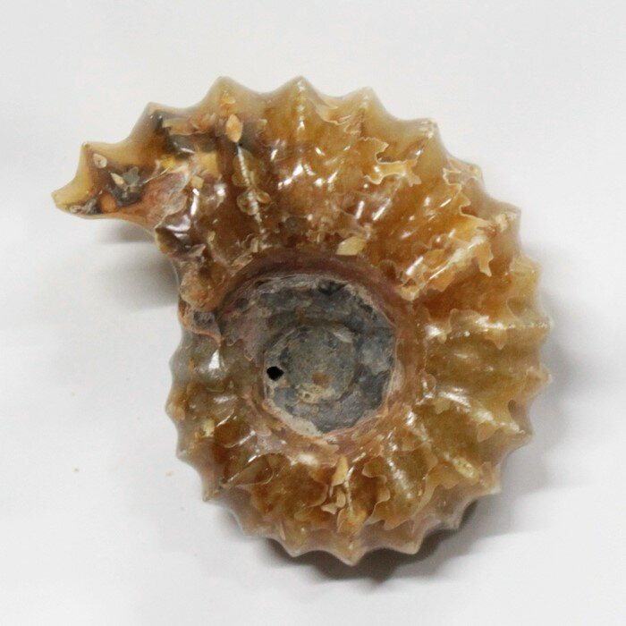 【アンモナイト 化石】 Ammonite アンモライト アンモナイト 原石 古生物 置物 鉱石 宝石 化石発掘 fossil 石 Stone 標本 アンモナイト...