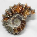 アンモナイト 化石 Ammonite アンモライト アンモナイト 宝石 化石発掘 原石 置物 鉱石 古生物 標本 生きた化石 fossil 石 アンモナイト化石...
