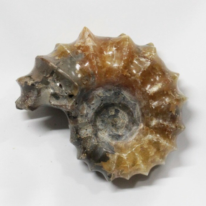 yAiCg  _z@ AiCg Ammonite ACg  u z  Δ@ fossil  Stone Ð W{ AiCg Y fB[X  _ p[Xg[ AiCg