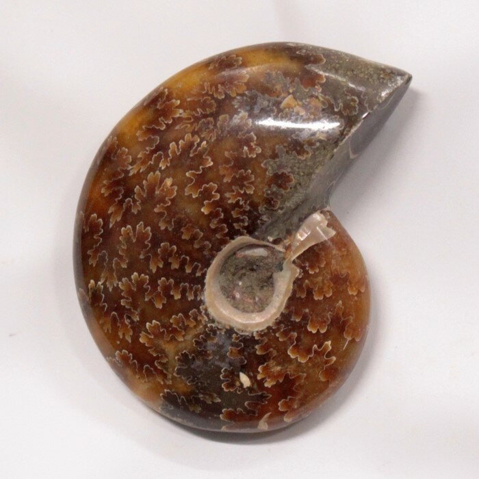 【アンモナイト 化石 限定一点物】 Ammonite アンモライト アンモナイト 原石 置物 鉱石 宝石 化石発掘 fossil 石 Stone 古生物 標本...