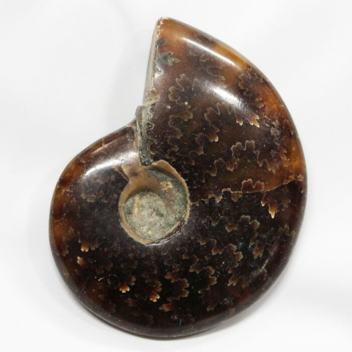 【アンモナイト 化石】 アンモナイト Ammonite アンモライト 原石 古生物 置物 鉱石 宝石 化石発掘 fossil 石 Stone 標本 アンモナイト...