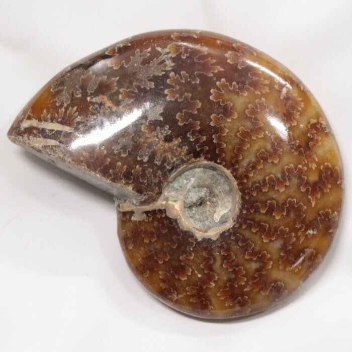 ڥʥ  ʪۡ Ammonite 饤 ʥ  ʪ   ȯ fossil  Stone ʪ ɸ ʥȲ ѥȡ ʪ ͵  ŷ ľ͢ ʥ