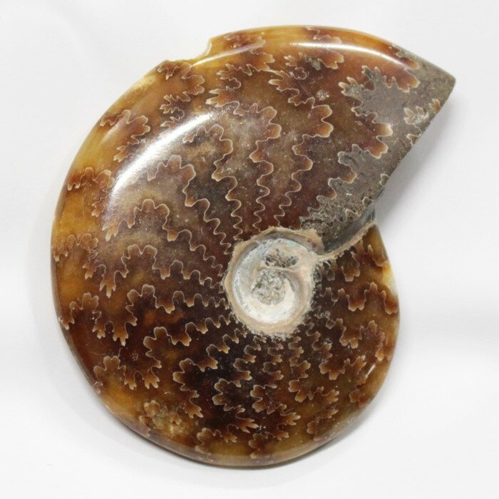 ڰʪ ʪۡʥ  Ammonite 饤 ʥ  ʪ   ȯ fossil  Stone ʪ ɸ ʥȲ ŷ  ѥȡ  ʪ ʥ