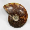 【アンモナイト 化石】 Ammonite アンモライト アンモナイト 宝石 化石発掘 原石 置物 鉱石 生きた化石 fossil 石 古生物 標本 アンモナイト...