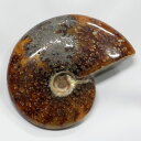 AiCg  AiCg Ammonite ACg  Ð u z  Δ@ fossil  Stone W{ AiCg VR  lC  p[Xg[ _ AiCg