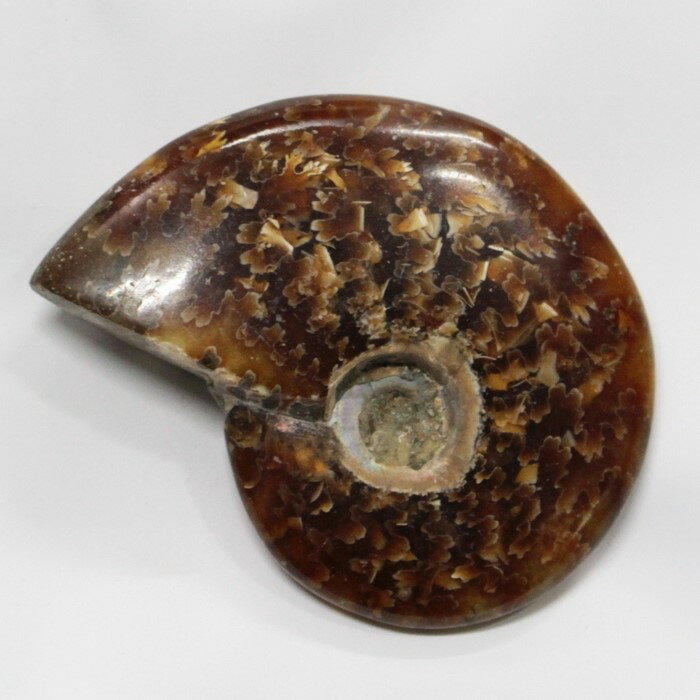 【アンモナイト 化石 限定一点物】　 Ammonite アンモライト アンモナイト 宝石 化石発掘 原石 置物 鉱石 古生物 標…
