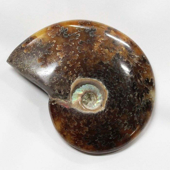 ڰʪ ʪۡʥ  Ammonite 饤 ʥ  ʪ   ȯ fossil  Stone ʪ ɸ ʥȲ  ǥ ʪƥ ŷ ʥ