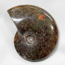 【アンモナイト 化石】 Ammonite アンモライト アンモナイト 宝石 化石発掘 原石 置物 鉱石 生きた化石 fossil 石 古生物 標本 アンモナイト...