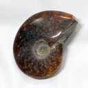 アンモナイト 化石 アンモナイト Ammonite アンモライト 原石 古生物 置物 鉱石 宝石 化石発掘 fossil 石 Stone 標本 アンモナイト化石 天然石 原石 人気 おすすめ パワーストーン 一点物 アンモナイト