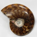 【一点物 現物販売】 アンモナイト 化石 Ammonite アンモライト アンモナイト 原石 置物 鉱石 宝石 化石発掘 fossil 石 Stone 古生物 ...