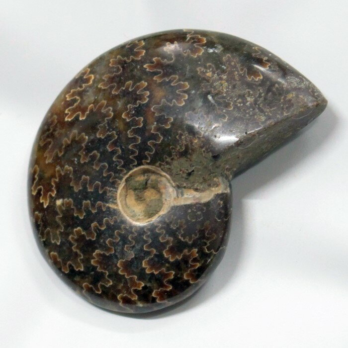 ʥ  Ammonite 饤 ʥ  ʪ   ȯ fossil  Stone ʪ ɸ ʥȲ ѥȡ ʪ ŷ  ǥ ͵ ʥ