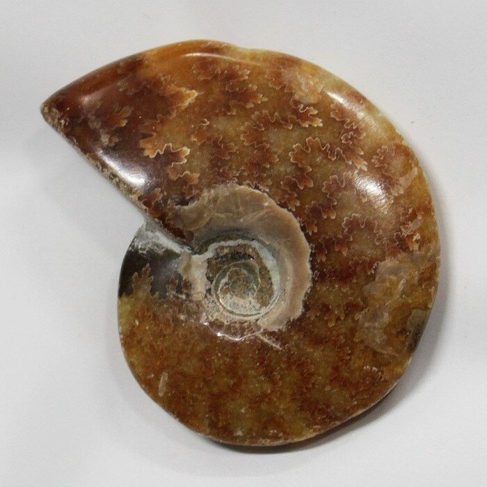 ڥʥ  ʪۡ Ammonite 饤 ʥ  ȯ  ʪ   fossil  ʪ ɸ ʥȲ  ǥ ʪ ѥȡ ʥ