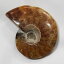 【アンモナイト 化石 限定一点物】　 Ammonite アンモライト アンモナイト 宝石 化石発掘 原石 置物 鉱石 生きた化石 fossil 石 古生物 標本 アンモナイト化石 メンズ レディース 一点物 パワーストーン アンモナイト