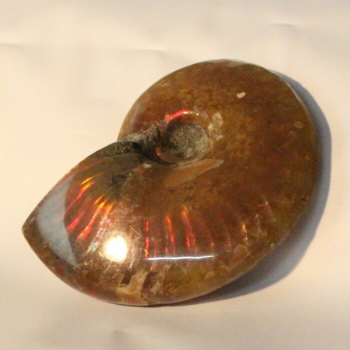 【一級品の輝き】アンモナイト 化石 虹 レインボー Ammonite アンモライト アンモナイト 原石 古生物 置物 鉱石 宝石…