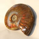 【マダガスカル産最高品質】アンモナイト 化石 虹 アンモナイト Ammonite レインボー アンモライト 原石 古生物 置物 鉱石 宝石 fossil 石 S...