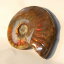 ڥޥ뻺ǹʼۥʥ   ʥ Ammonite 쥤ܡ 饤  ʪ ʪ   fossil  Stone ɸ ʥȲ ŷ  ѥȡ  ʪ ʥ